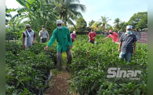 Sebanyak 1,000 pokok cili ditanam sekitar kawasan Surau Mujahidin Taman Peruda, di mana hasilnya dijual dengan harga murah kepada penduduk selain memenuhi permintaan pasaran berdekatan.