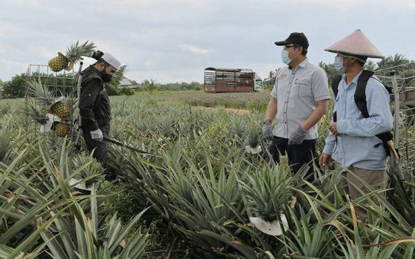 Timbalan Menteri Pertanian dan Industri Makanan II Dr Nik Muhammad Zawawi Salleh (kiri) menggunakan bakul ergonomik 'Smart Fruits Harvesting Basket' (Sumosack) hasil kajian Universiti Putra Malaysia (UPM) ketika memetik buah nanas yang telah masak pada lawatan ke Projek Kelompok Tanaman Nanas Parit Ghani, Simpang Renggam hari ini.