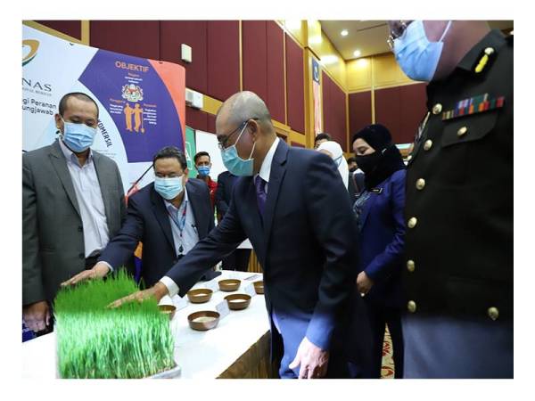 Ronald diberi penerangan mengenai progres tanaman padi melalui projek Smart SBB.