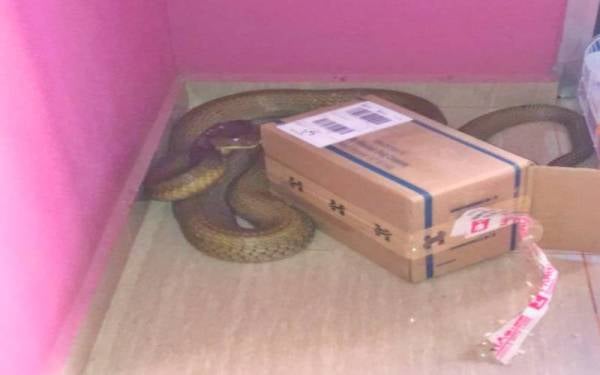 Tedung selar sembunyi dalam longgokan kotak kasut