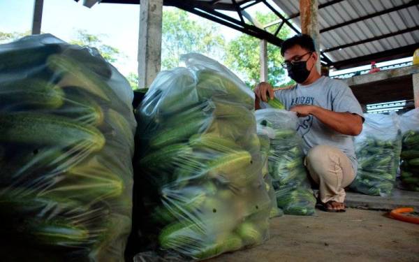 Tiga wisudawan menjual sayuran untuk membantu petani, masyarakat