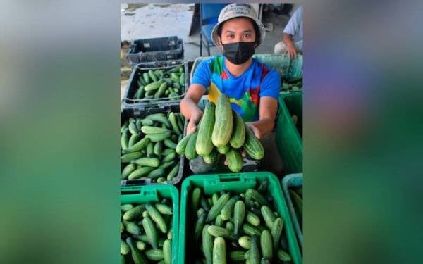 Mohd Syamim menunjukkan timun batang sebelum dijual kepada pelanggan semasa ditemui di Taman Kekal Pengeluaran Makanan Projek Fertigasi Inderapura. - Foto Bernama