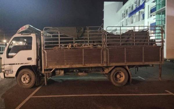 Lori yang yang digunakan membawa biri-biri dan kambing seludup yang ditahan di Pasir Mas pada awal pagi Jumaat.