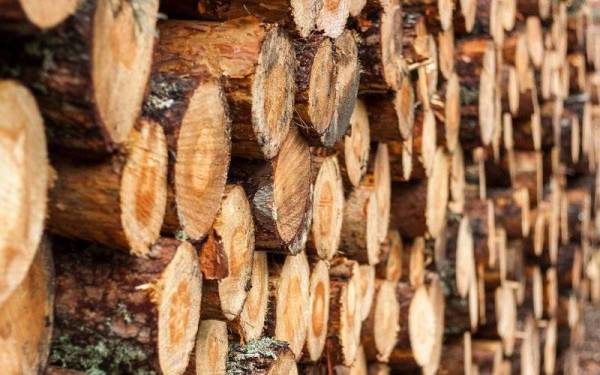 Kelulusan pembangunan ladang hutan yang telah dibuat oleh kerajaan negeri kepada mana-mana syarikat atau pengusaha ladang yang sedia ada, tidak terlibat dengan pelaksanaan moratorium ini. - Foto 123rf