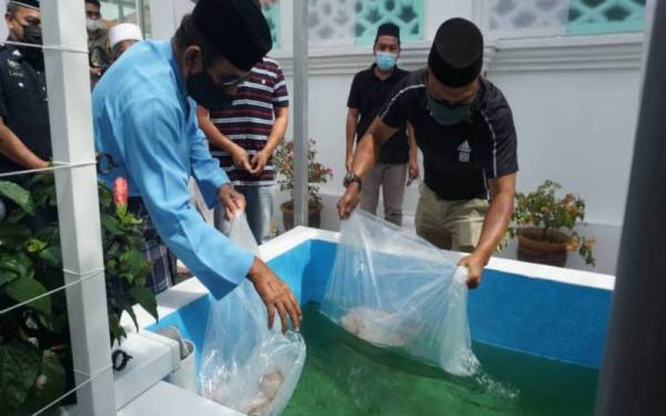 Ab Wahab (kiri) bersama Noorasidi melepaskan ikan tilapia merah simbolik merasmikan 'Urban Farming Community' PPPNP di Masjid Panglima Kinta, Ipoh pada Jumaat. - Foto: ihsan PPPNP