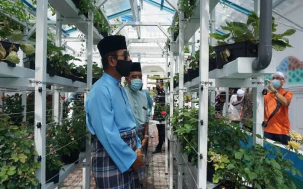 Ab Wahad diiringi Nasir melihat pokok-pokok yang ditanam di Masjid Panglima Kinta, Ipoh sejak sebulan lalu. - Foto: ihsan PPPNP