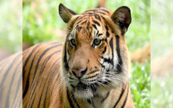 Seramai 17 keluarga orang asli dari Kampung Remau, Pos Bihai, di sini terpaksa meninggalkan kediaman masing-masing susulan ternampak kelibat tiga ekor harimau belang dewasa di sekitar kebun dan kawasan kediaman mereka, sejak Jumaat lepas.- Gambar hiasan