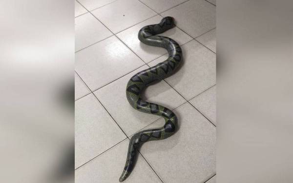 Ular mainan yang mencetuskan panik kepada seorang penduduk di Jalan Kampung Padang Besar, Changkat Jering, Taiping.