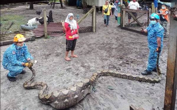 Ular sawa batik dianggarkan seberat 100kg ditemukan berlingkar di dalam kandang selepas menelan seekor kambing di Kampung Merang, Setiu.