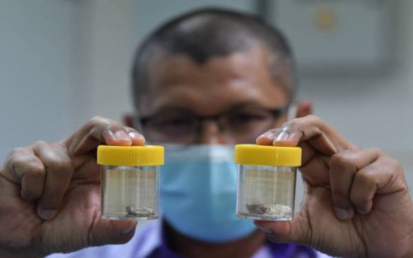 Antara sampel ambergris yang sedia ada di Makmal Pusat Perkhidmatan Penyelidikan dan Lapangan UMT.