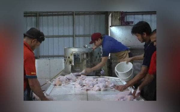 Peniaga ayam ketika tinjauan di Program Kempen Beli Barangan Malaysia (KBBM) di KMart Kesedar. - Astro Awani