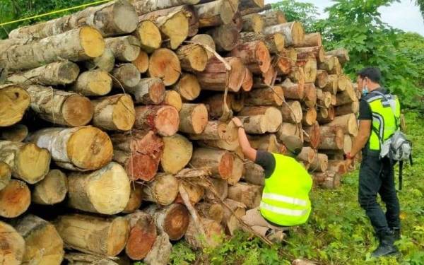 Anggota UPK,JPNP Zon Pahang Barat melakukan pemeriksaan ke atas tual balak yang dirampas. - Foto JPNP