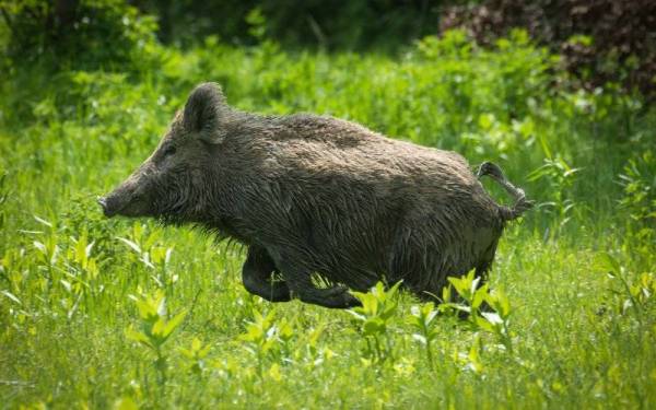 Penularan wabak tersebut bagaimanapun terkawal dan jangkitan hanya berlaku kepada babi hutan. - Foto 123rf