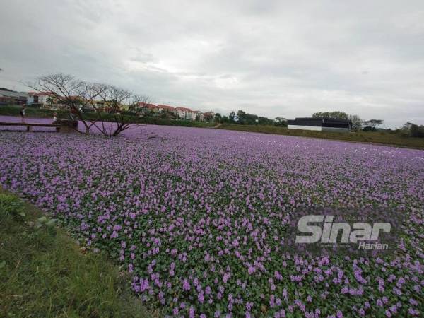Kolam takungan yang kini dipenuhi bunga berwarna ungu menarik perhatian pengunjung sehingga tular di media sosial.