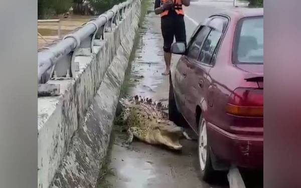 Rakaman video tular menunjukkan seekor buaya naik di Jambatan Sungai Linggi di Port Dickson pada Sabtu.