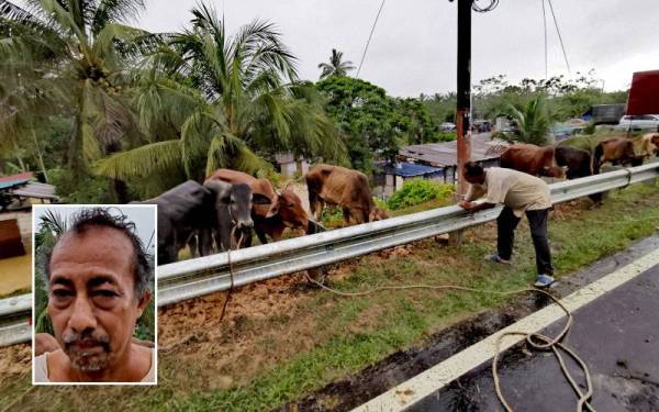 Khairuddin menambat lembunya pada pembahagi jalan. Gambar kecil: Khairuddin