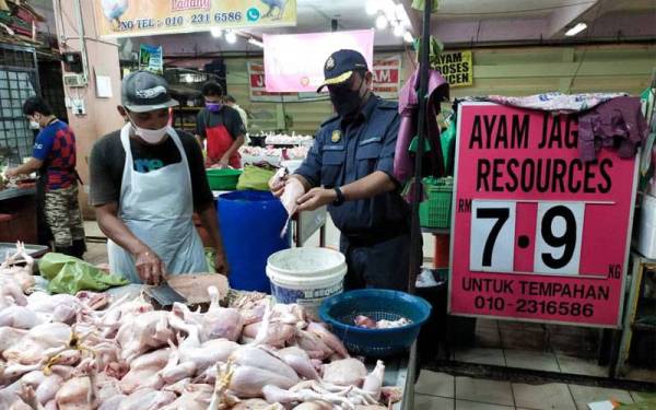 Ayam Jagung antara pilihan pemborong yang ada di negeri ini.