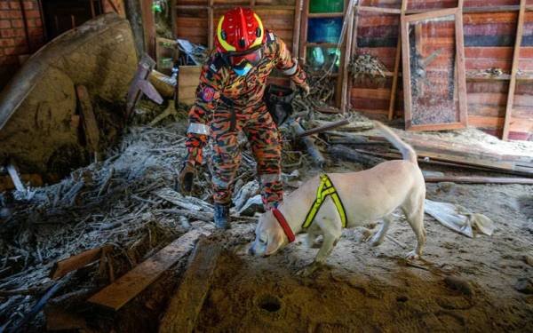 Anggota Unit K9 Jabatan Bomba dan Penyelamat Malaysia (JBPM) melakukan operasi mencari dan menyelamat mangsa yang dibawa arus deras sungai di Bobby Eco Farm Resort Bentong pada Isnin. - Foto Bernama