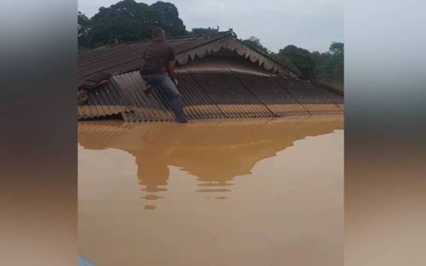 Apaksun memberi makan kucing-kucing yang terperangkap di atas atap rumah sewaktu banjir.