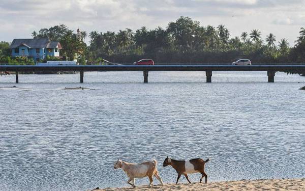 Kelihatan dua ekor kambing sedang berjalan di tepi muara sungai berlatar belakangkan jambatan Kampung Sabak ketika cuaca cerah sewaktu tinjauan foto Bernama di Pantai Dasar hari ini.
