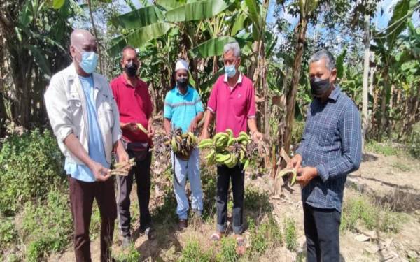 Mohd Ghani (tengah) bersama beberapa petani yang menunjukkan buah pisang yang telahpun rosak dan tidak dapat dijual di Kampung Apil pada Jumaat.