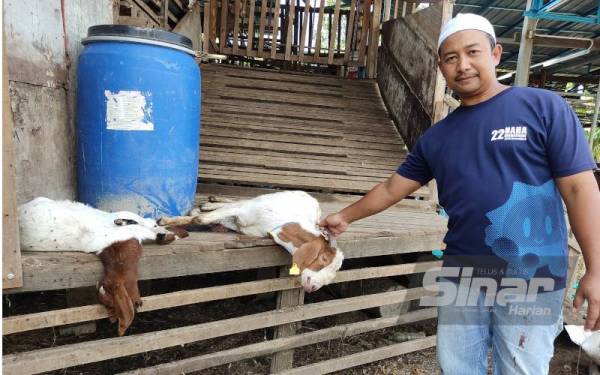 Imam Sufaat menunjukkan ternakan kambing yang mati selepas musibah banjir di kandangnya di Kampung Lombong, Seksyen 29, Shah Alam.