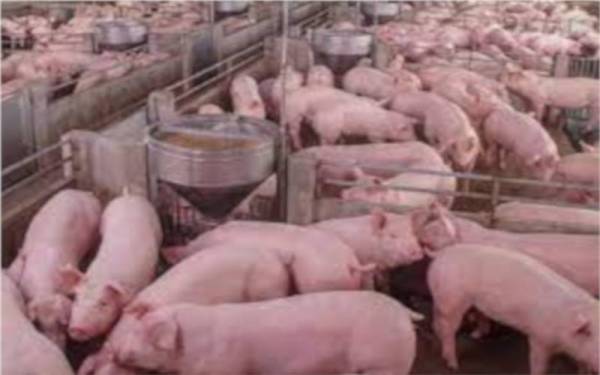 JPV Malaysian mengesahkan berlaku penularan penyakit Demam Babi Afrika (ASF) di tujuh ladang babi komersial di Paya Mengkuang. - Gambar hiasan