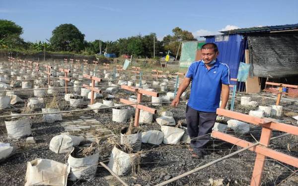 Mohd Rosalan melihat tanaman cilinya yang mati selepas ditimpa banjir di Kampung Lombong, Seksyen 29, Shah Alam.