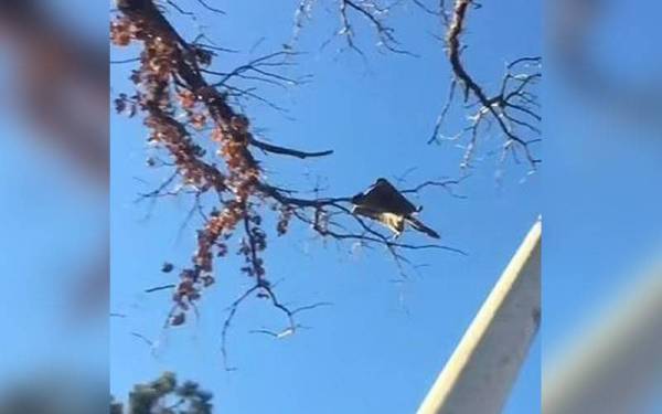 Seekor tupai terbang di kampus University of Nebraska, Lincoln, Amerika Syarikat baru-baru ini. - Foto University of Nebraska