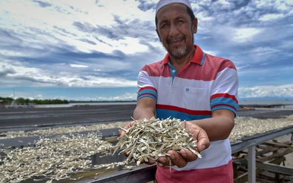 Pengusaha ikan bilis Sabtu Awang Aminah menunjukkan sebahagian ikan bilis yang telah kering di kilang pemprosesan ikan bilis miliknya di Kampung Air Bebuloh Laut baru-baru ini.