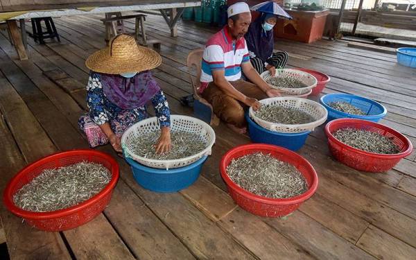 Pengusaha ikan bilis Sabtu Awang Aminah (tengah) bersama pekerja yang terdiri dari ahli keluarganya membuat proses pengasingan ikan bilis di kilang pemprosesan ikan bilis miliknya di Kampung Air Bebuloh Laut baru-baru ini.