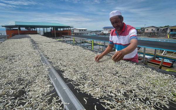 Pengusaha ikan bilis Sabtu Awang Aminah menjemur ikan bilis di kilang pemprosesan ikan bilis miliknya di Kampung Air Bebuloh Laut baru-baru ini.
