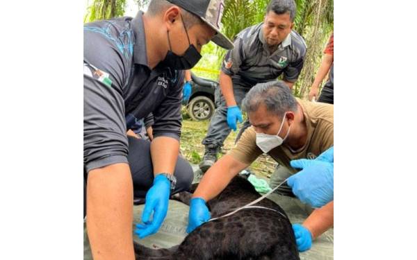 Kakitangan Perhilitan Perak memeriksa harimau kumbang yang berjaya ditangkap pada 2 Januari lalu di Kampung Asli Kenang Baru Jalong Tinggi, Sungai Siput.