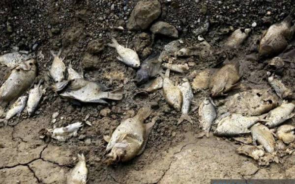 Pengusaha kolam ternakan ikan air tawar di Felda Palong Satu, terpaksa reda dengan kerugian puluhan ribu ringgit akibat bencana banjir baru-baru ini.