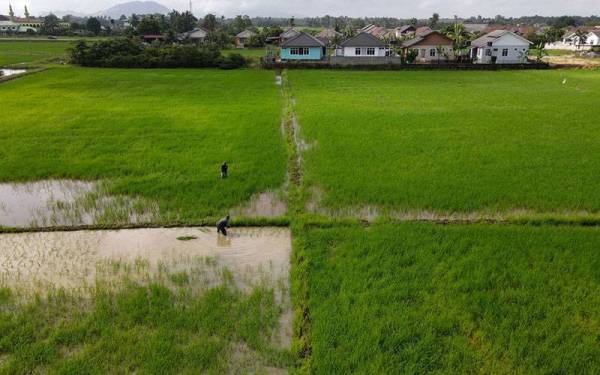 Kelihatan dua pesawah mengambil kesempatan keadaan cuaca yang baik untuk melakukan aktiviti di kawasan sawah padi milik mereka di Kampung Padang Lengkuas, Melor hari ini.