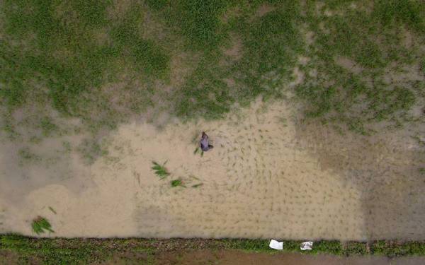 Pesawah, Abdullah Ahmad, 64, menanam semula anak padi dalam petak sawah yang kosong selepas dirosakkan siput gondang emas di Kampung Padang Lengkuas, Melor di sini.