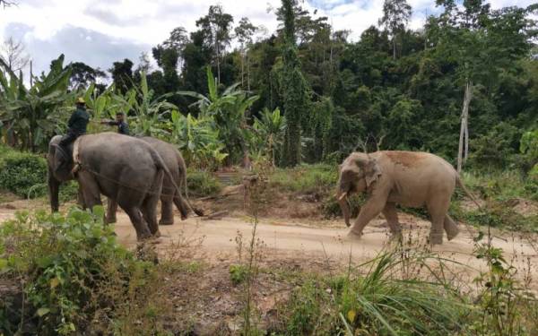 Yob Tawai ditarik Abot dan Rambai untuk dipindahkan ke habitat asal di Taman Negeri Royal Belum.