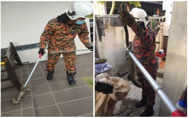 Antara kes tangkapan ular melibatkan kawasan perumahan sejak 17 Disember lalu.