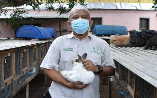 Seekor anak arnab boleh dijual pada harga antara RM150 hingga RM180, manakala arnab dewasa berharga lebih RM300 bergantung pada baka dan saiz haiwan berkenaan. Foto Bernama