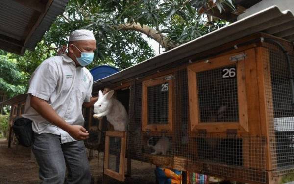 Mohd Fauzi memeriksa arnab ternakannya dalam sangkar semasa ditemui di rumahnya di Seberang Takir. Foto Bernama