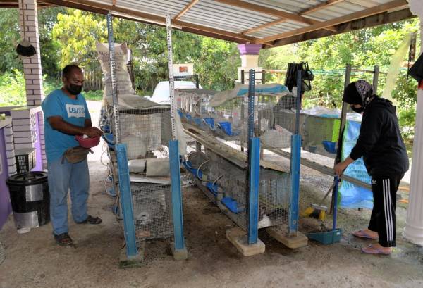 Pengusaha ternakan arnab Shahrizan Mansor, 40, bersama isterinya Norhafizah Hashim, 36, hari ini membersihkan sangkar dan memberi makan arnab peliharaan mereka. -Foto Bernama