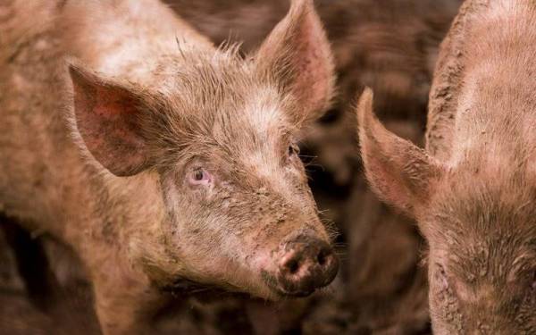 Thailand pada Selasa mengumumkan kes pertama virus African Swine Fever (ASF) yang dikesan di pusat penyembelihan di wilayah Nakhon Pathom. - Foto 123rf