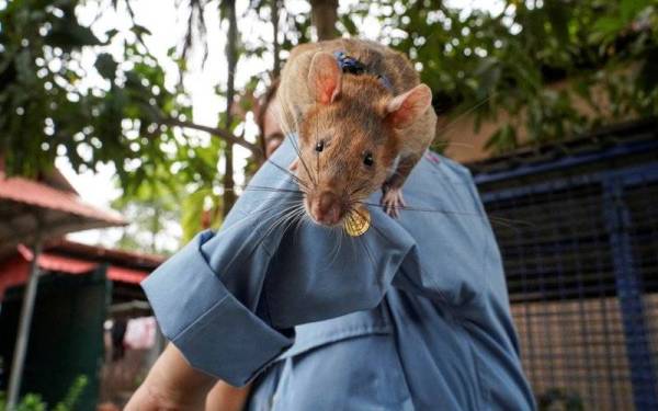 Magawa yang dianggap sebagai 'wira' Kemboja kerana berjaya mengesan lebih 100 periuk api dan bahan letupan lain, mati pada usia lapan tahun selepas berkhidmat selama lima tahun. - Foto Reuters/Cindy Liu