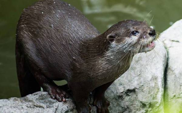 Pelbagai cara dilakukan penternak ikan sangkar di Sungai Geting untuk tangani ancaman memerang namun masih tidak berhasil. - Foto internet