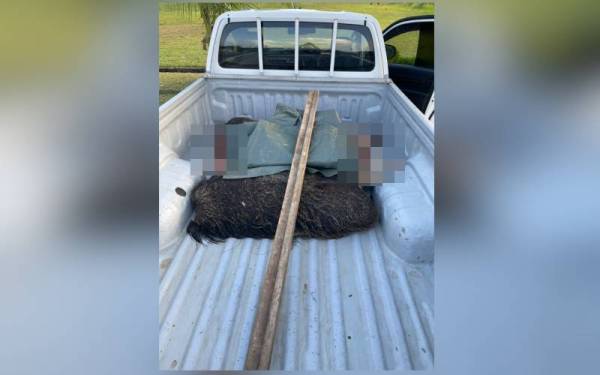 Karkas babi hutan yang ditemui di belakang kenderaan pacuan empat roda berkenaan.