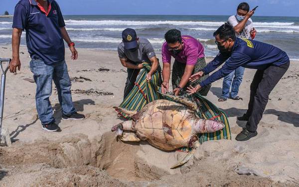 Kakitangan Jabatan Perikanan Negeri Terengganu memeriksa bangkai seekor penyu Agar yang ditemui terdampar di persisiran Pantai Batu Burok Kuala Terengganu hari ini.