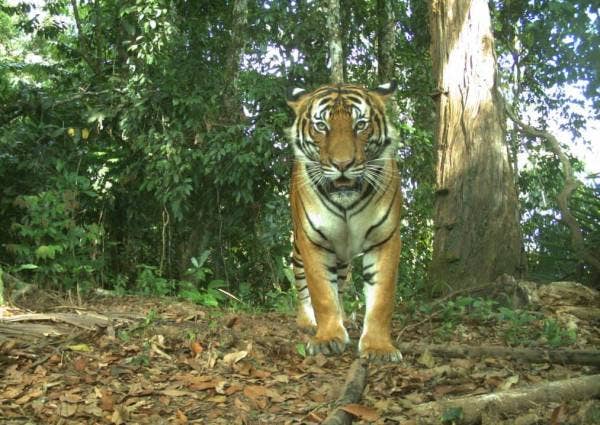 Dianggarkan kurang daripada 150 ekor Harimau Malaya yang masih hidup di negara ini.