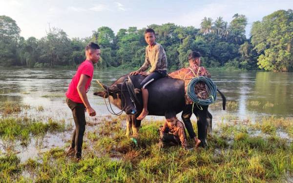 Muhammad Zulfaqar Aiman (dua dari kiri) bersama kerbau denak peliharaannya yang akan dimandikan di kawasan sungai di Dataran Kampung Dusun di Hulu Terengganu.