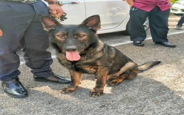 Anjing K9, bernama Spunth yang berjaya mengesan kedua-dua suspek yang bersembunyi di kawasan semak berhampiran Lebuh Raya Utara-Selatan.