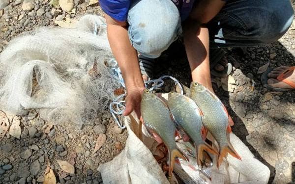 Antara ikan yang berjaya didaratkan menerusi aktiviti tradisi terbabit.